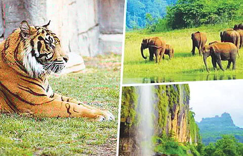 वन्यजीव आराखडा