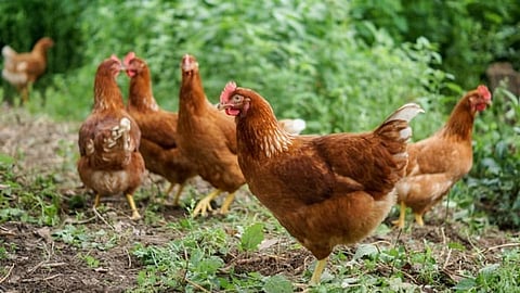 Decreased demand of indegenous chicken