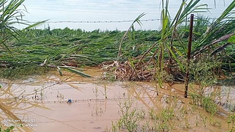 सोसाट्याच्या वाऱ्यामुळे उसाचा झाला पत्रा! ऊस गळीत हंगाम लांबणार?
