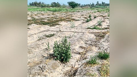 क्षारपड जमीन