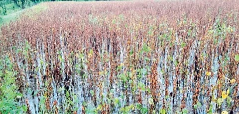 kamdhenu river