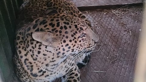 leopard