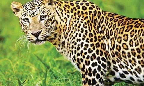 gadchiroli