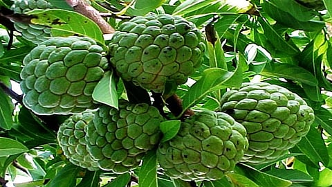 Custard season begins in market yard Ten tons Market inflow pune