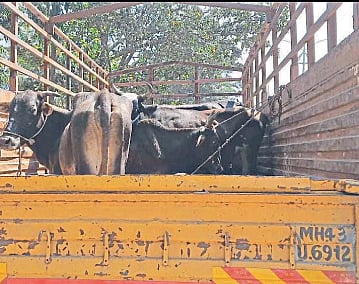 एक टन गोमांससह अडीच लाखांचा मुद्देमाल जप्त