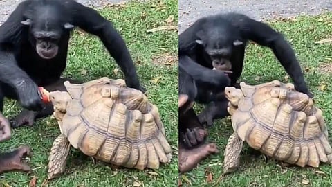 आपण दोघे भाऊ सफरचंद मिळून खाऊ, व्हिडिओ तुफान व्हायरल