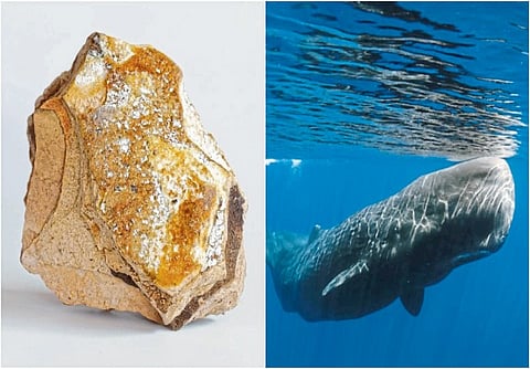 चिपळूण : व्हेलची उलटी खरेदीदारांचा शोध सुरू