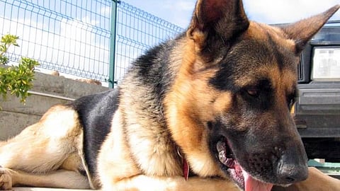 October heat effects on animal health