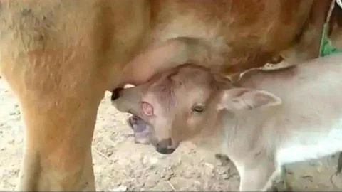 नवरात्रीमध्ये जन्मलं २ डोकी आणि ३ डोळ्यांचं वासरू, Video Viral