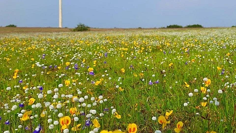 Sadawaghapur Plateau