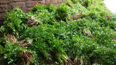 Coriander Plantation
