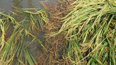 rice crop damage
