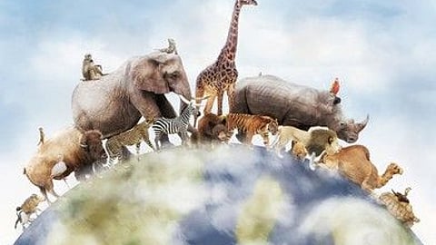 World Animal Protection Day