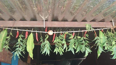 शेतकरी कोजागरी पौर्णिमा कशी साजरी करतो, माहितेय का?