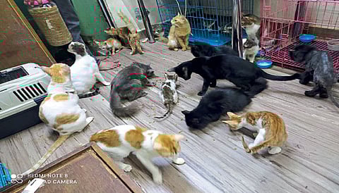 ६६ मांजरींची माय