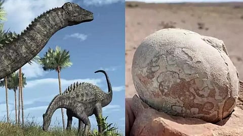 Dinosaur Eggs