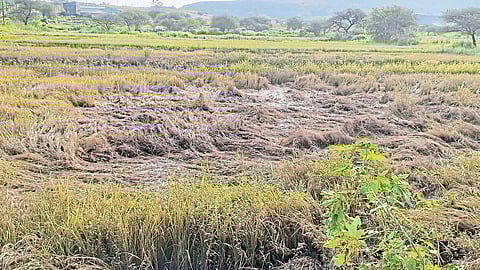 Heavy rain damage paddy farming