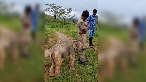 हत्तीनं ज्याप्रकारे आभार मानले ते पाहून येईल डोळ्यात पाणी!