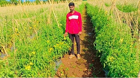 शेतकऱ्याची कमाल! चार महिन्यांत एक एकरात 4.80 लाखांचे टोमॅटो उत्पन्न