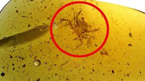 म्यानमारमध्ये सापडला 100 दशलक्ष वर्षांचा 'अमर' खेकडा