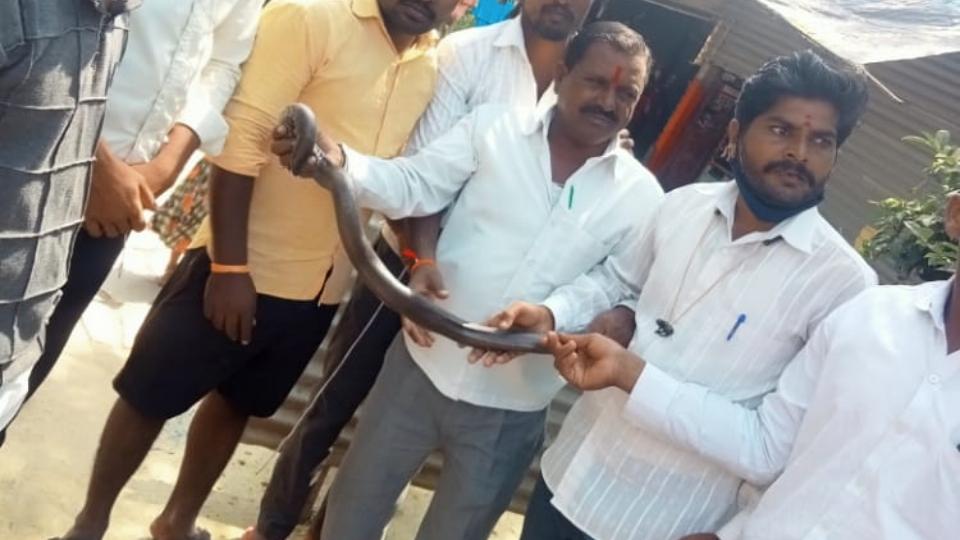 जाळ्यात सापडलेला 'तो' साधारण साप नव्हे तर..!