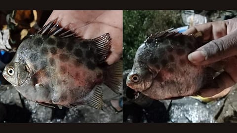 'उजनी'त प्रथमच सापडला परदेशी 'चंदा'! वाढतेय जैवविविधता