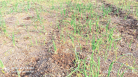 Due to heavy rains in Nashik district onion crop were damaged