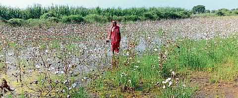 निराधार वेदनेची कहाणी, पिकांत साचले पाणी