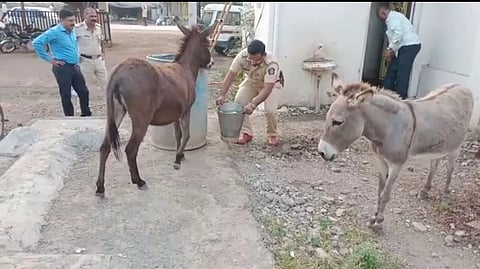 Donkey watered by police
