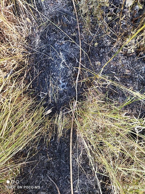 शॉर्टसर्किटने अडीच एकरातील ऊस खाक