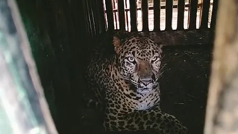 leopard that terrorized the city area in Igatpuri was finally captured