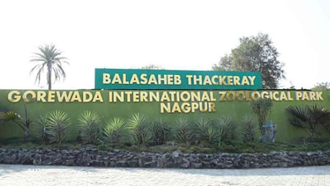 balasaheb thackeray gorewada international zoological park