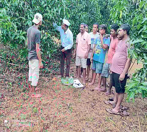 बागेत मोहोराचे पूजन करताना आंबा बागायतदार संदीप डोंगरे