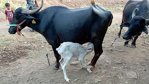 निसर्गाचा चमत्कार! म्हशीला झाले चक्क पांढरे सफेद रंगाचे रेडकू