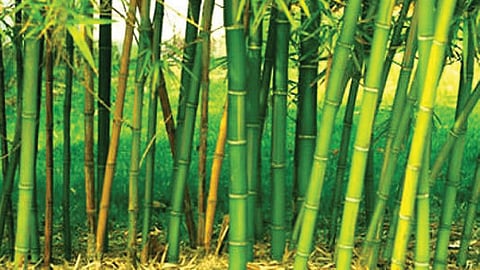 bamboo cultivation State level workshop Guidance of Pasha Patel and Sanjeev Karpe nanded