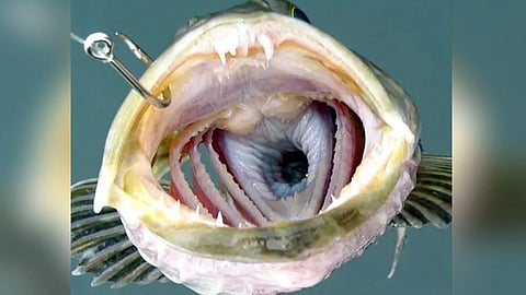 चक्क ५५५ दातांचा मासा; रोज तुटतात एवढे दात...