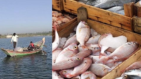 मांसाहारींसाठी खूषखबर! हिवाळ्यात माशांना वाढली मागणी, दर मात्र स्थिरच