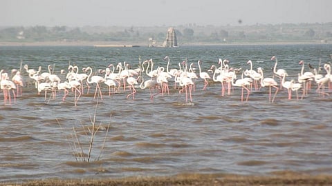 'उजनी'वर परदेशी पाहुण्यांची वर्दळ! पळसदेव, खातगाव परिसरात फ्लेमिंगोचेही आगमन