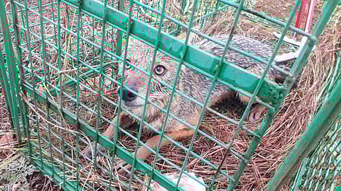 सांगली : विहिरीत पडलेला कोल्हा बचाव पथकाने वाचवला