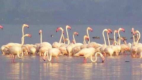 फ्लेमिंगो