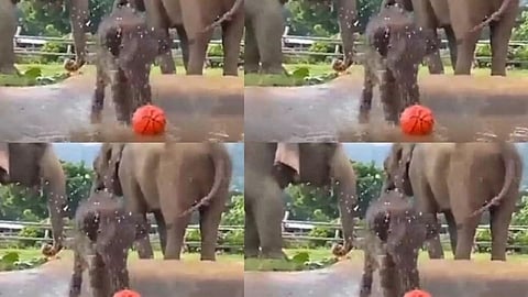 फुटबॉल खेळणारं हत्तीचं पिल्लू पाहायचंय का? व्हायरल झालाय व्हिडीओ