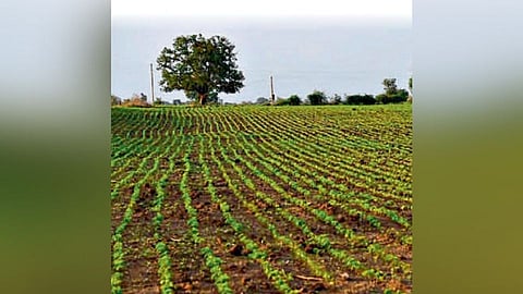 बोगस बियाण्यांत शेतकरी फसला