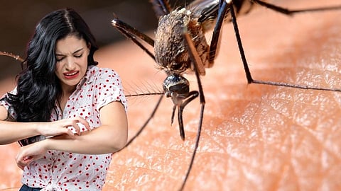 mosquitoes