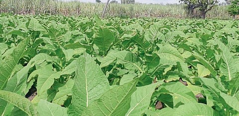 सेंद्रिय खतापासून अडीच एकर तंबाखू; अकराशे किलो उत्पादनाची अपेक्षा