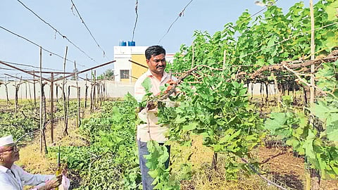 The farmer destroyed the grape yard due to losses