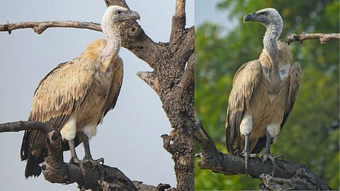 नामशेष होऊन हद्दपार झालेले युरेशियन गिधाड दोन दशकांनंतर पुन्हा 'उजनी'त दाखल!