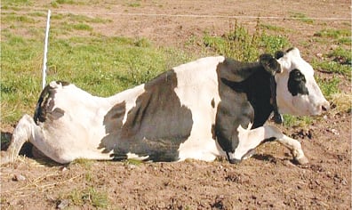 Botulism disease of animals in the sindhudurg district