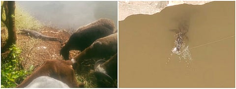 Kagal : गेले मासे पकडायला अन् सापडली मगर; पुढे काय घडले वाचा?