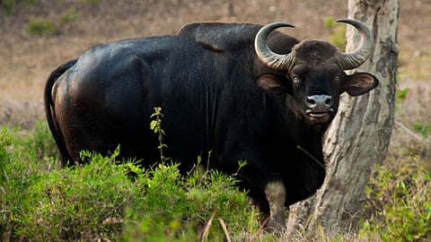 Indian Bison