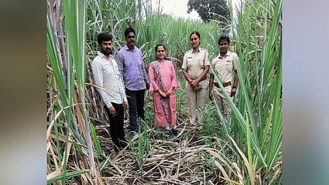 रानडुकरांचा हैदोस; ऊस व भात शेतीचे नुकसान